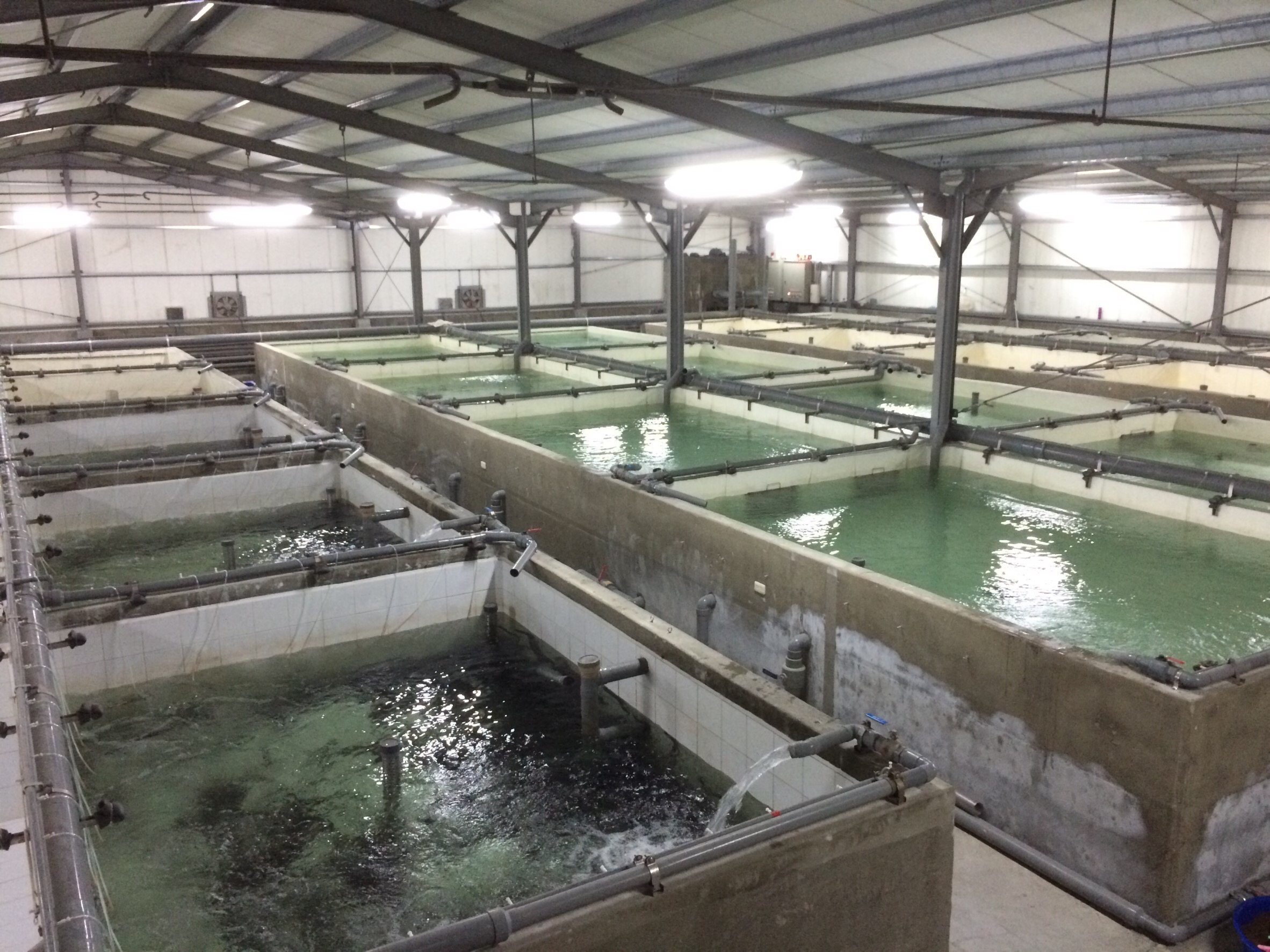 RAS Eel Farm