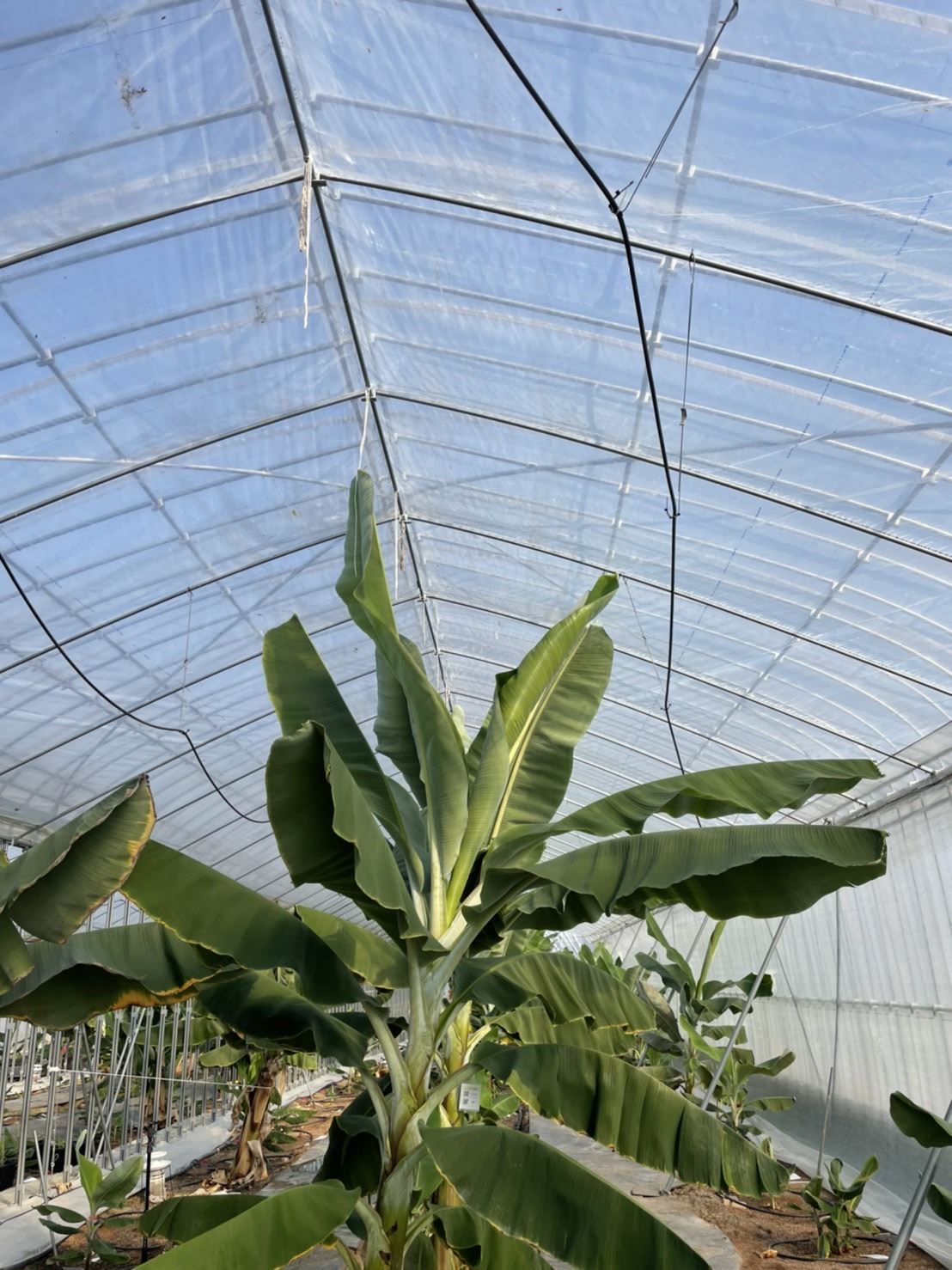 Banana Seedlings 4