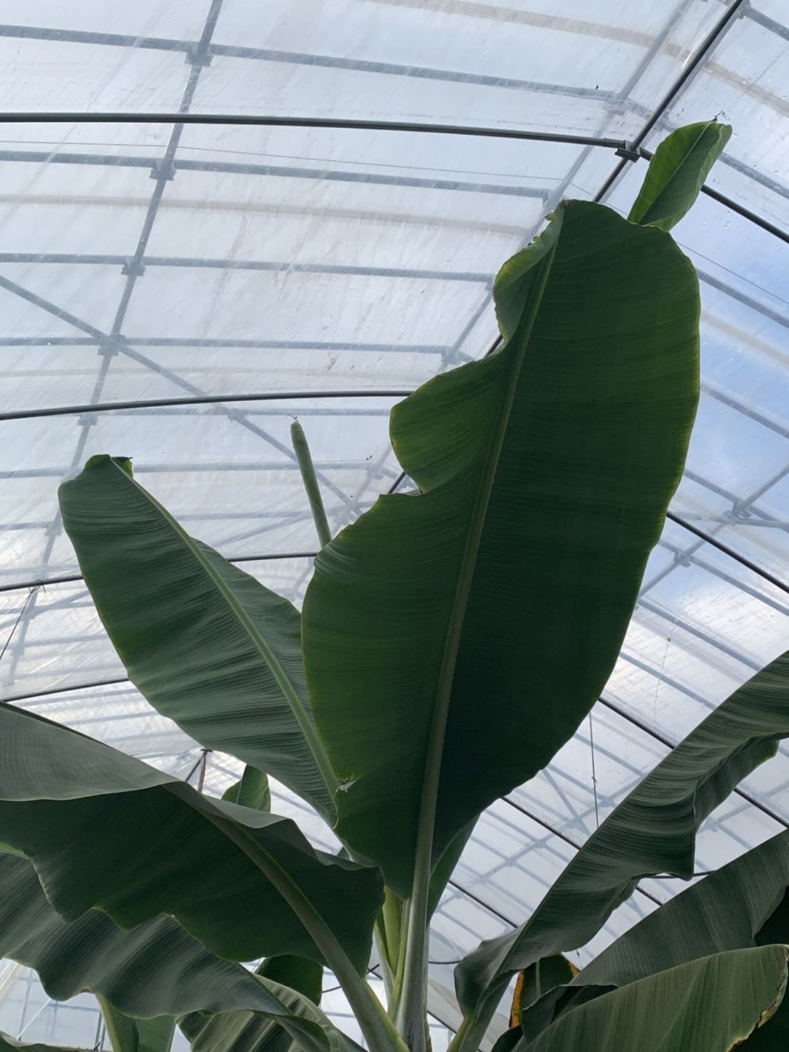 Banana Seedlings 5