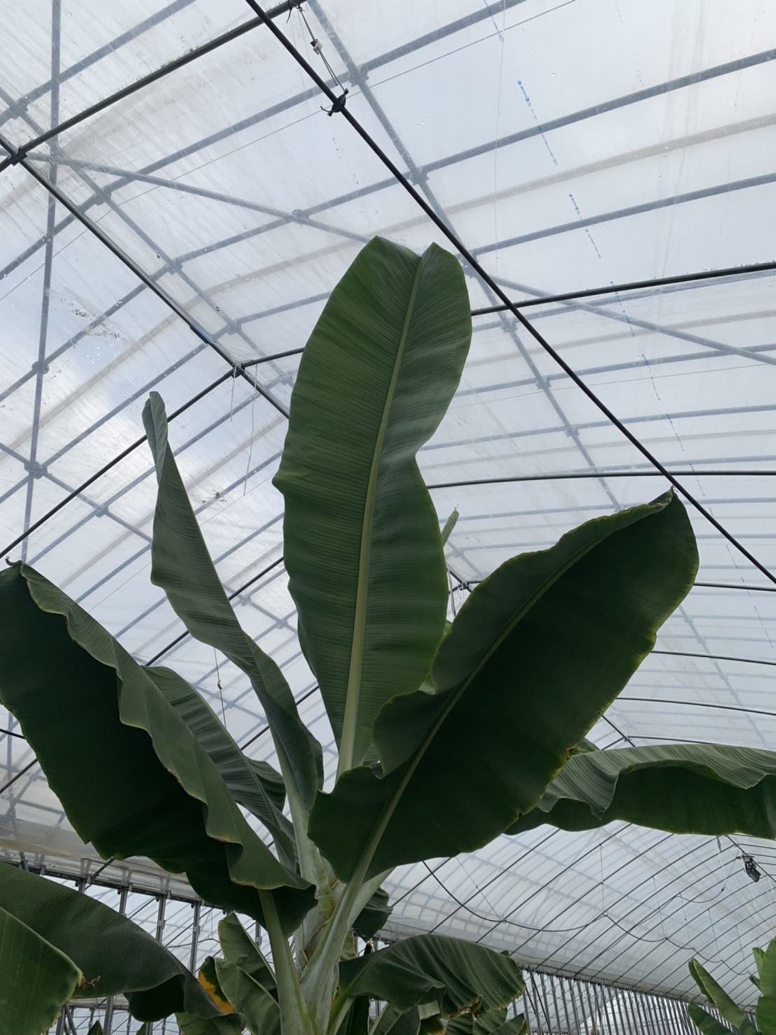 Banana Seedlings 6