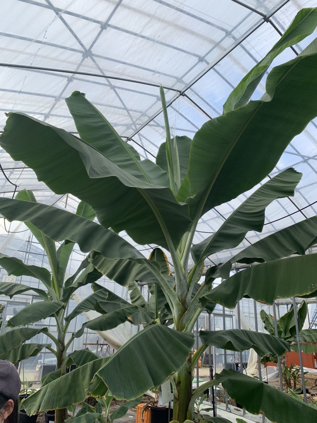 Banana Seedlings 7