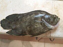 松鯛 Tripletail