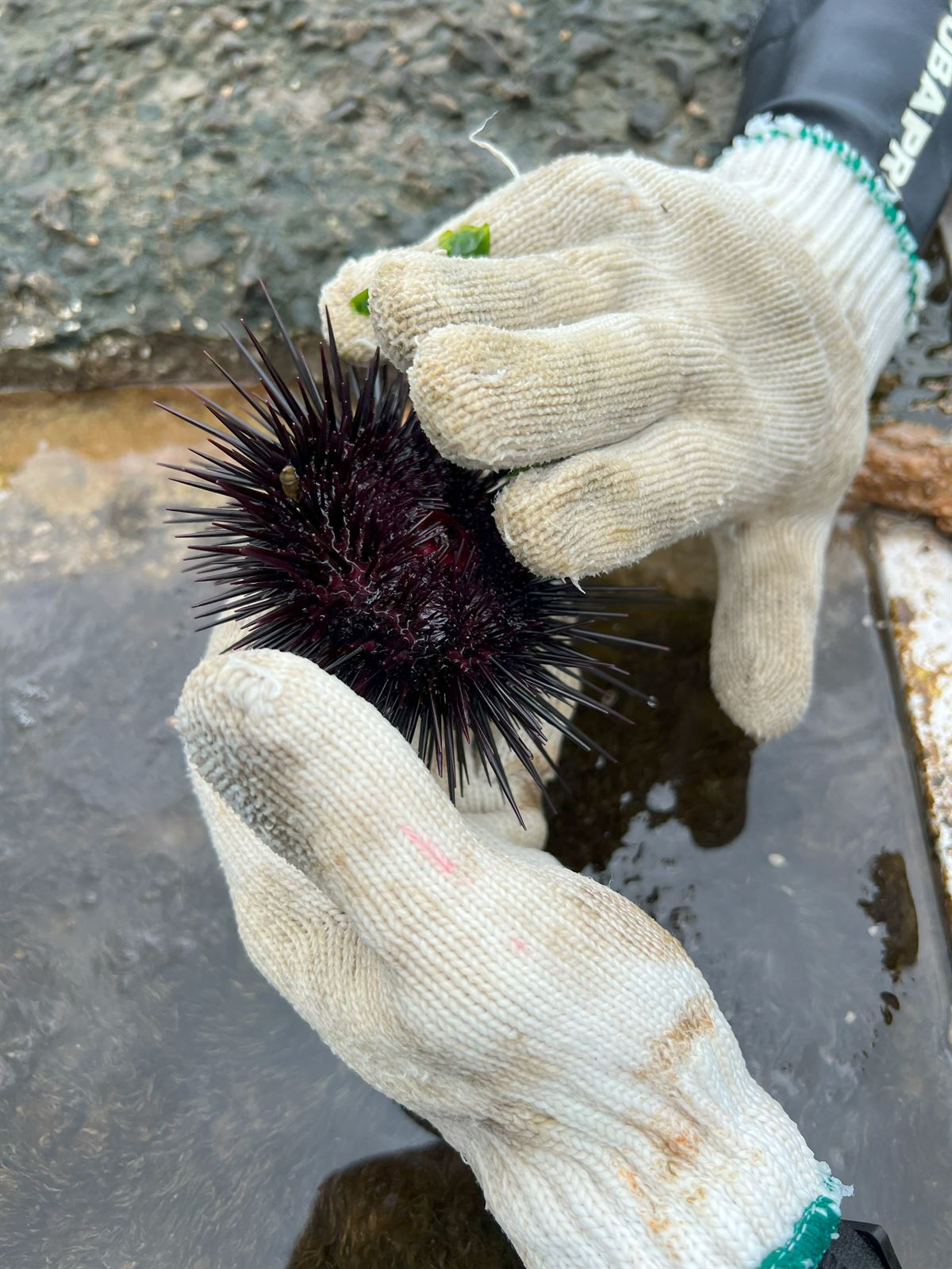 Tripneustes gratilla / Anthocidaris crassispina 4