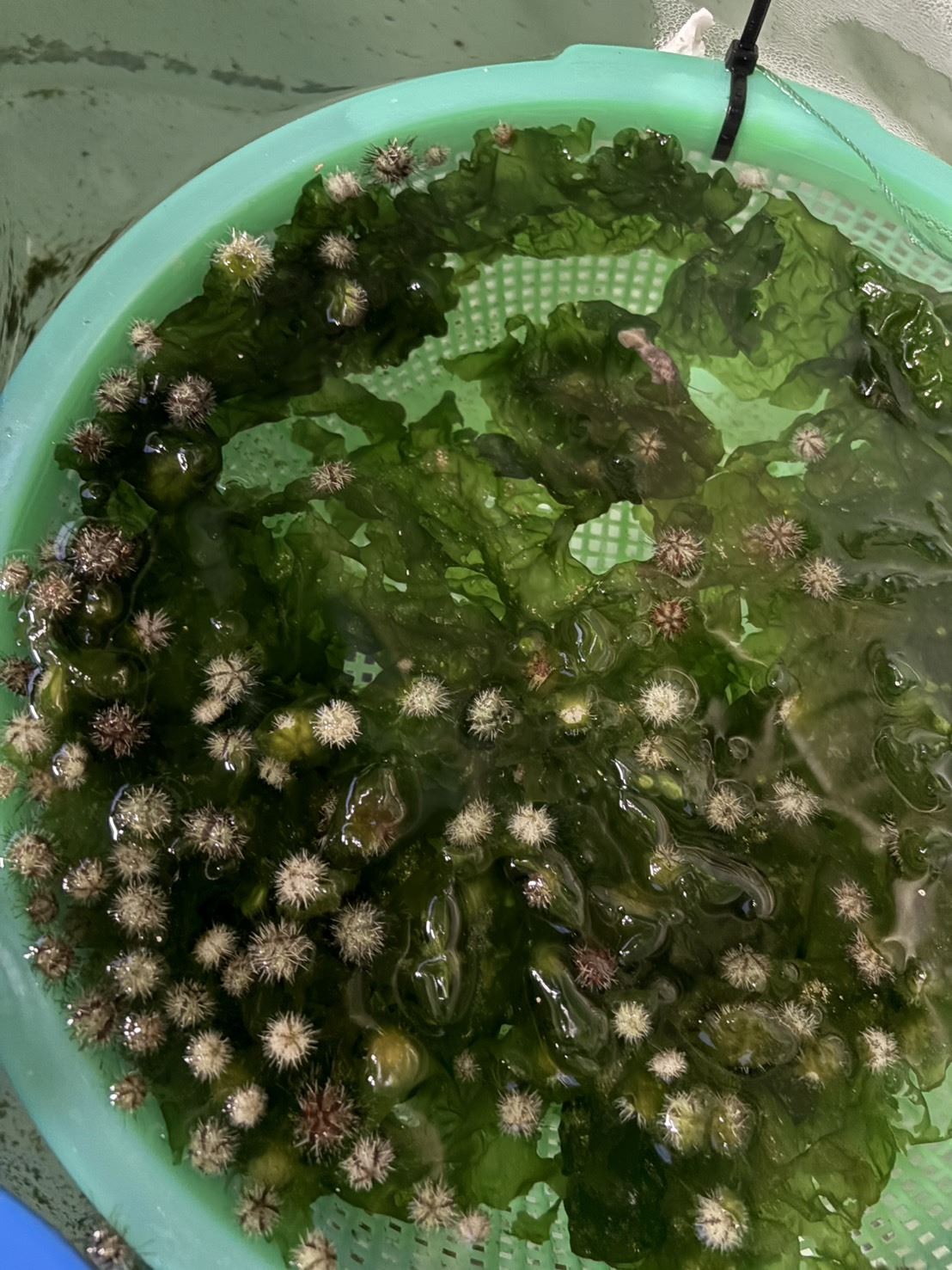 Tripneustes gratilla / Anthocidaris crassispina 5