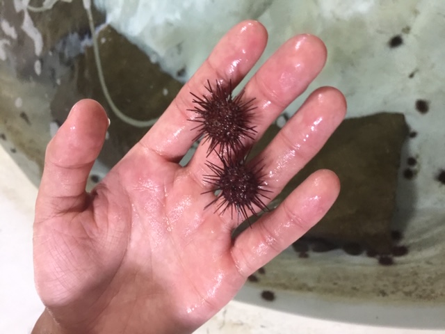 Sea urchin fry