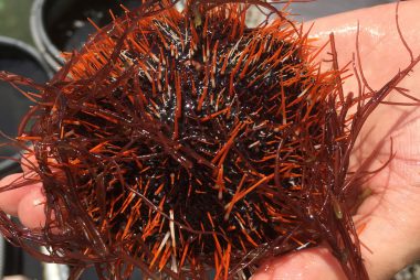 Collector urchin